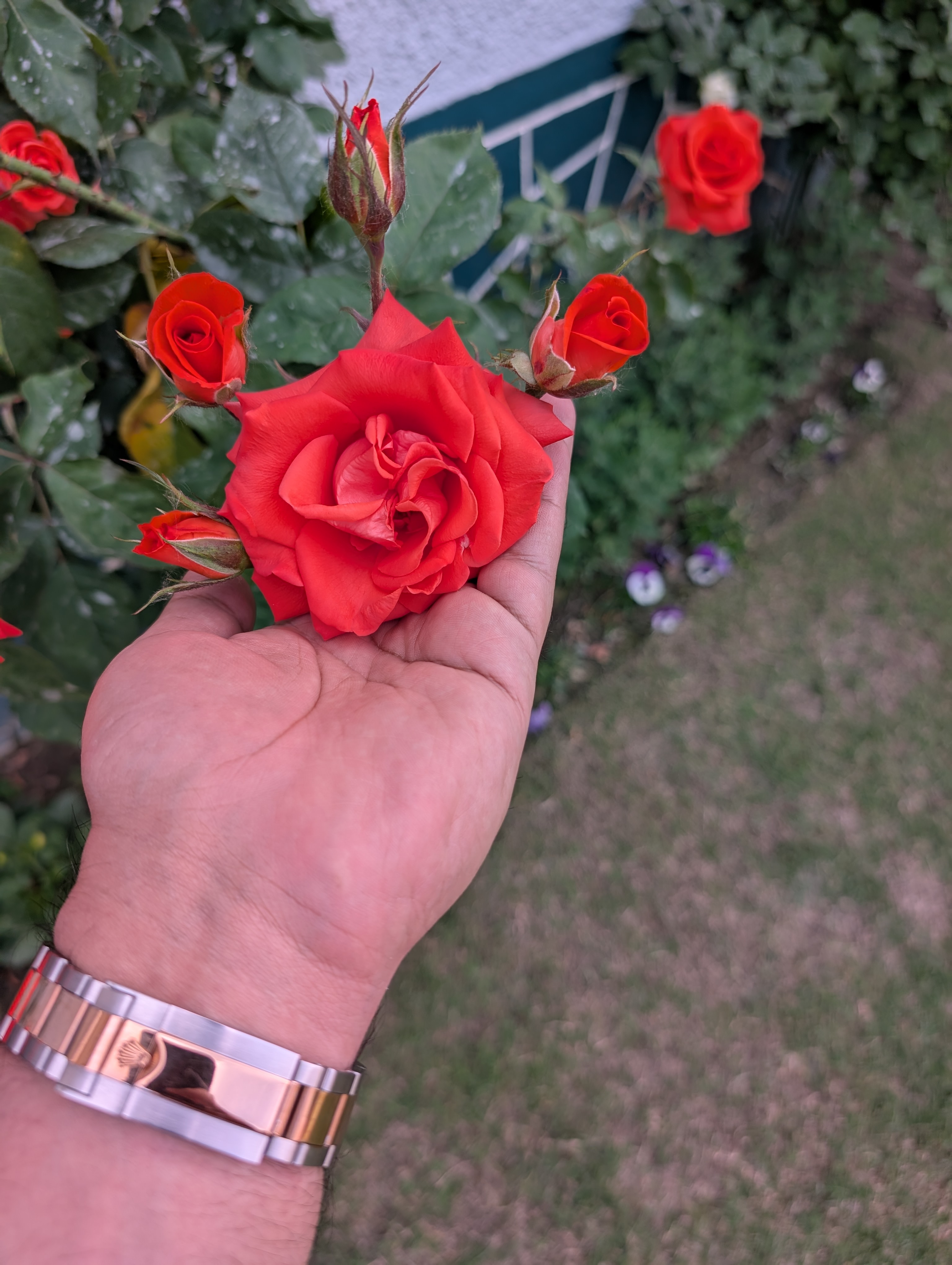 Dried Himalayan rose petals