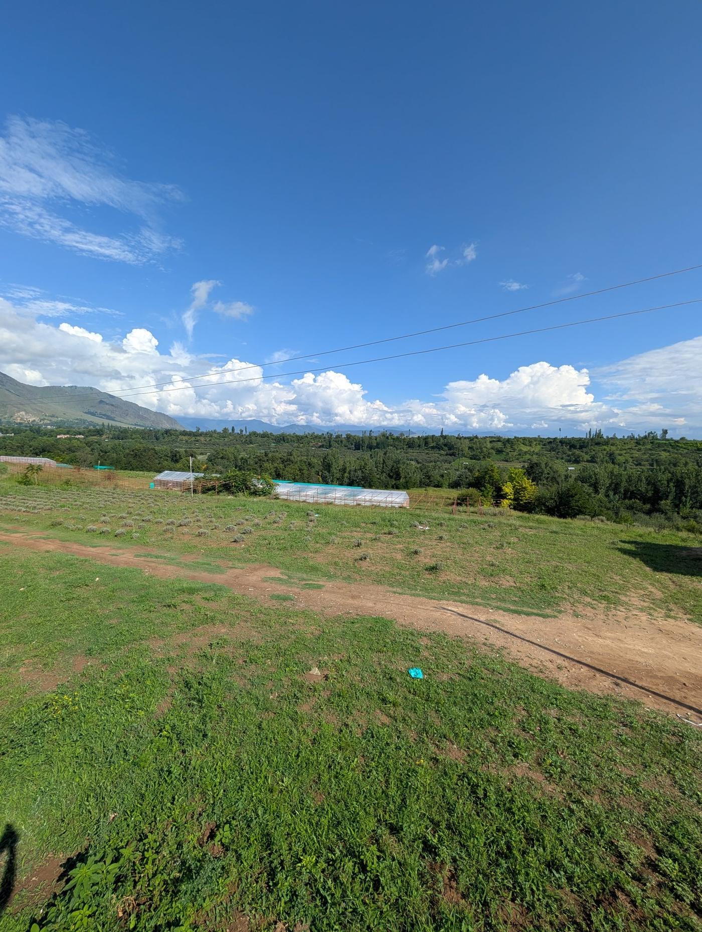 Open field, harvest season