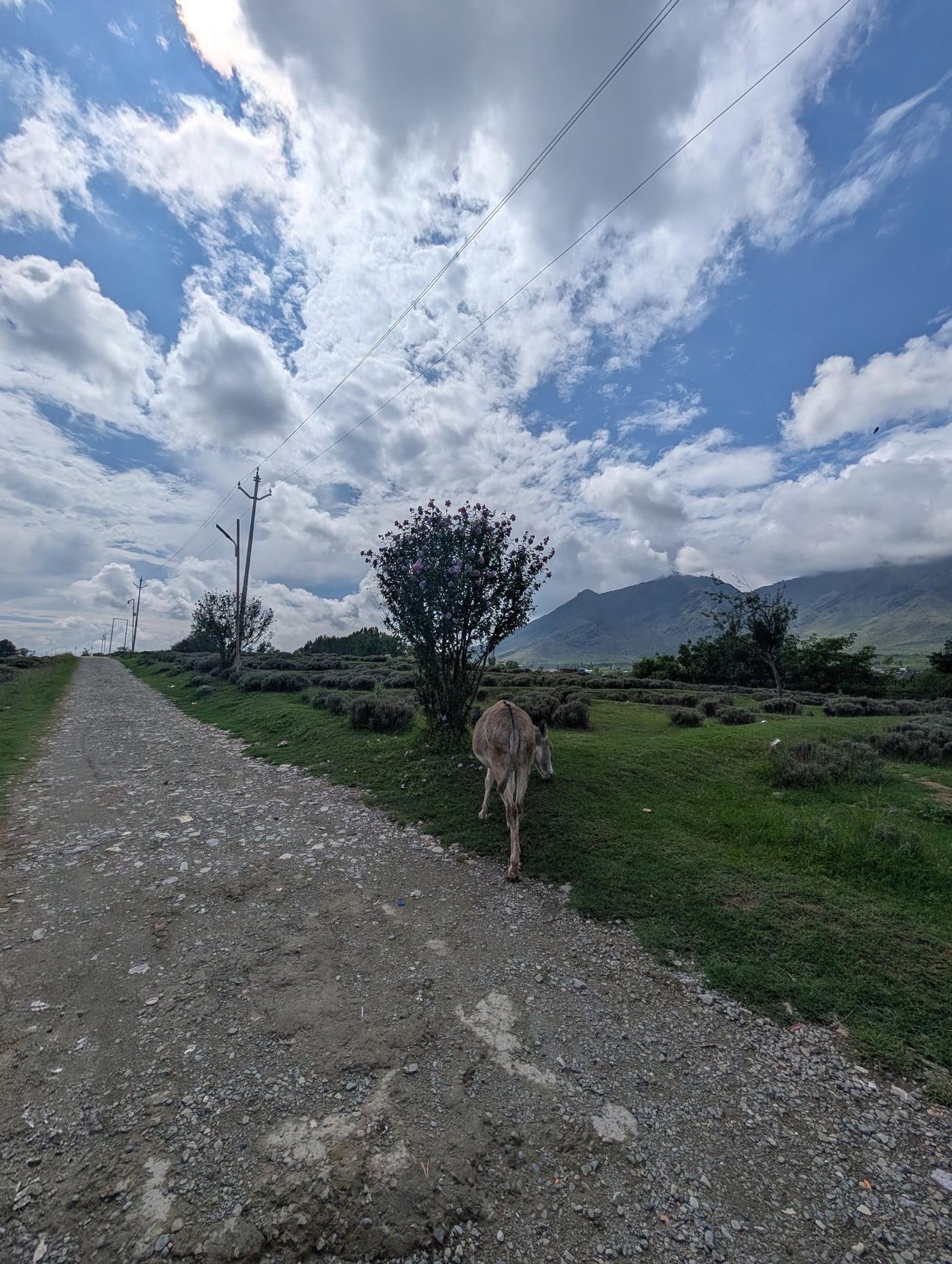 The road in