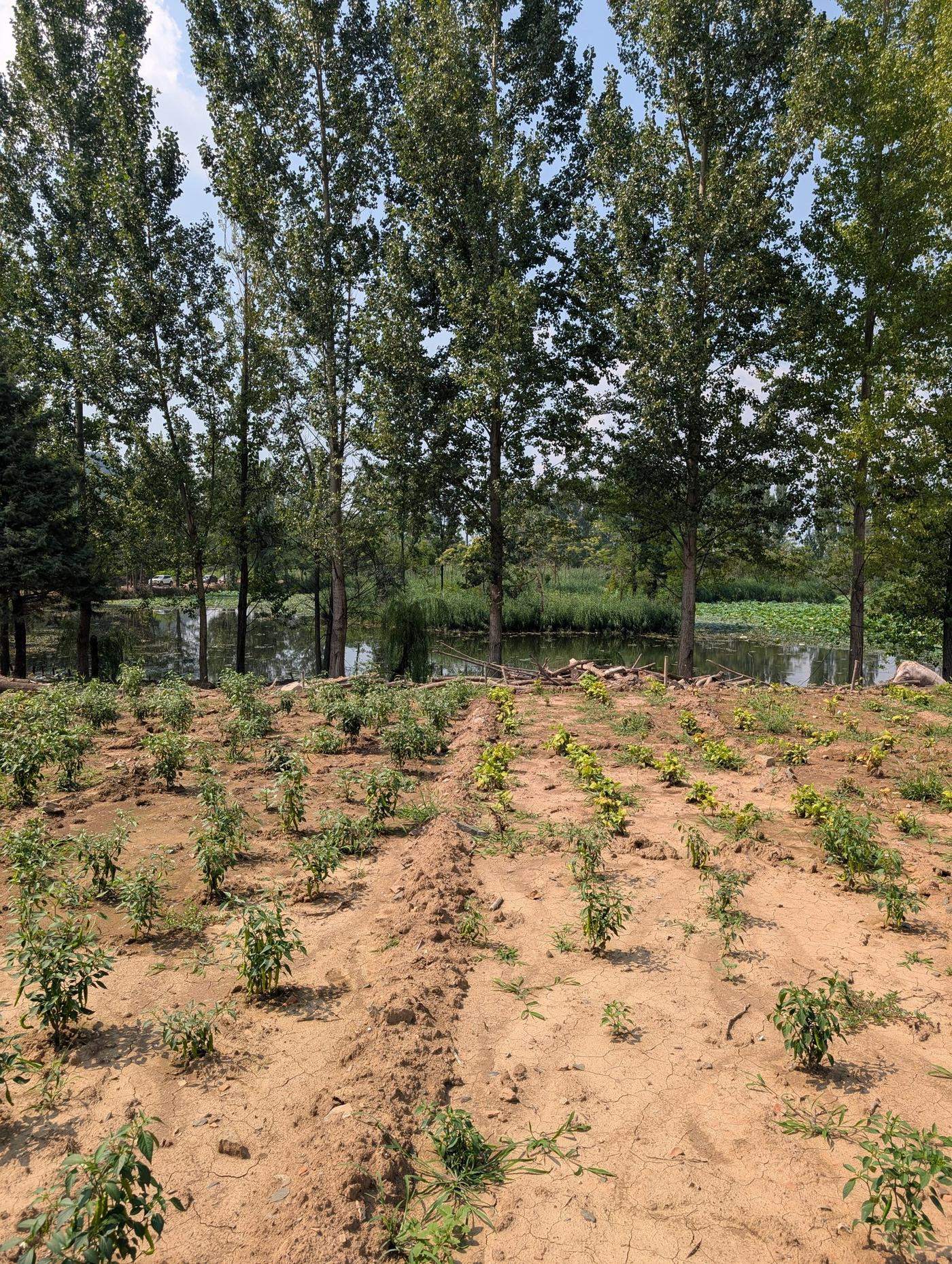 Orchard rows, Kashmir valley